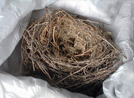 Bird nest removal