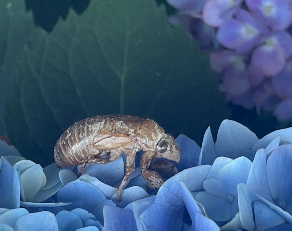 Cicada Nymph - Image Copyright Ciaran Roche