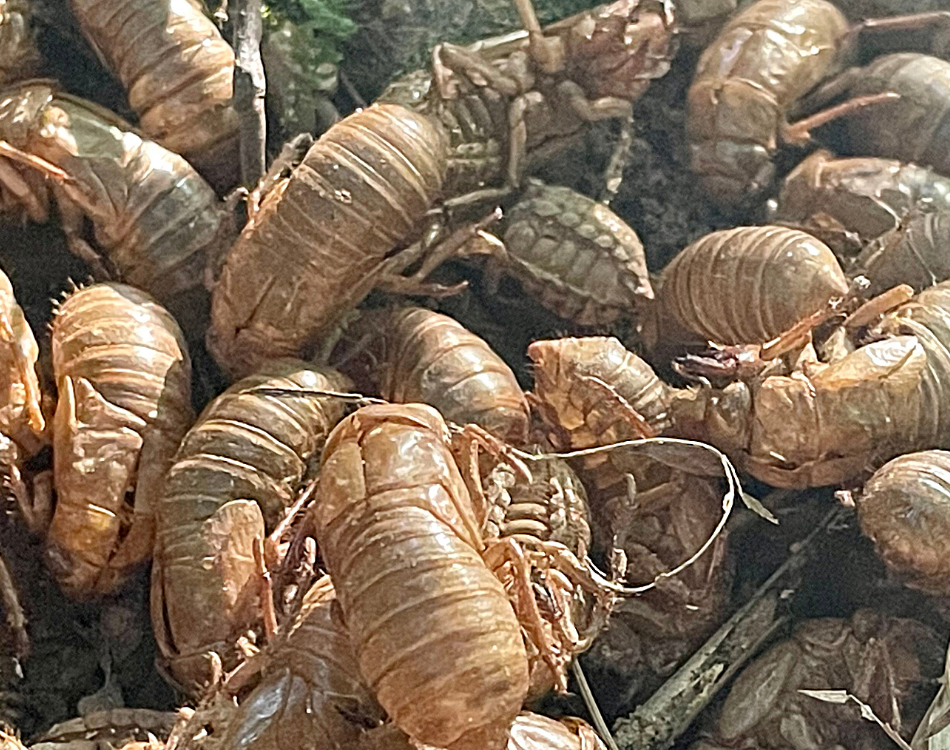 Cicada Shells - Copyright Ciaran Roche