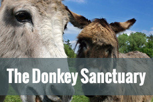 The Donkey SANCTURAY