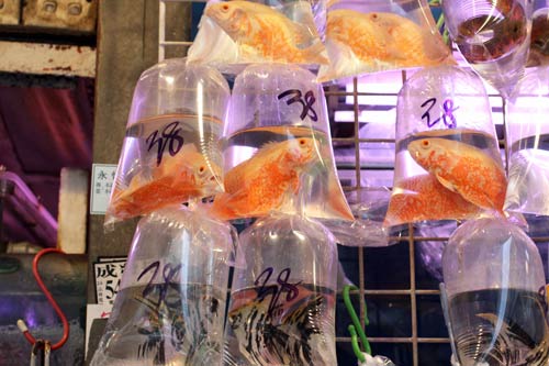 Goldfish Market Mongkok